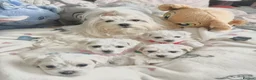 Maltese dogs for sale: GORGEOUS KOREAN MALTESE PUPPIES - Advert 32