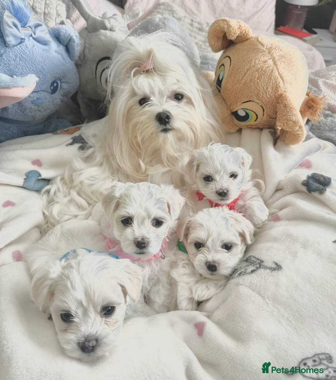 Maltese dogs for sale: GORGEOUS KOREAN MALTESE PUPPIES - Advert 32