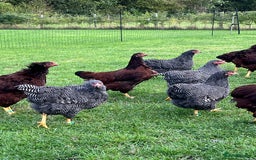 Chickens poultry for sale: Barred Plymouth Rock pure breed - Image 6