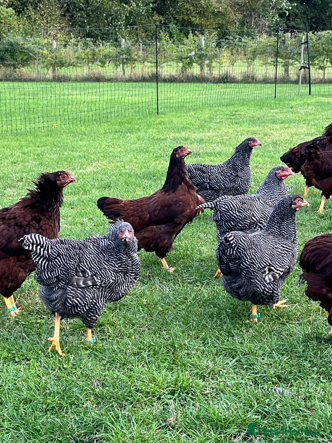 Chickens poultry for sale: Barred Plymouth Rock pure breed - Image 6