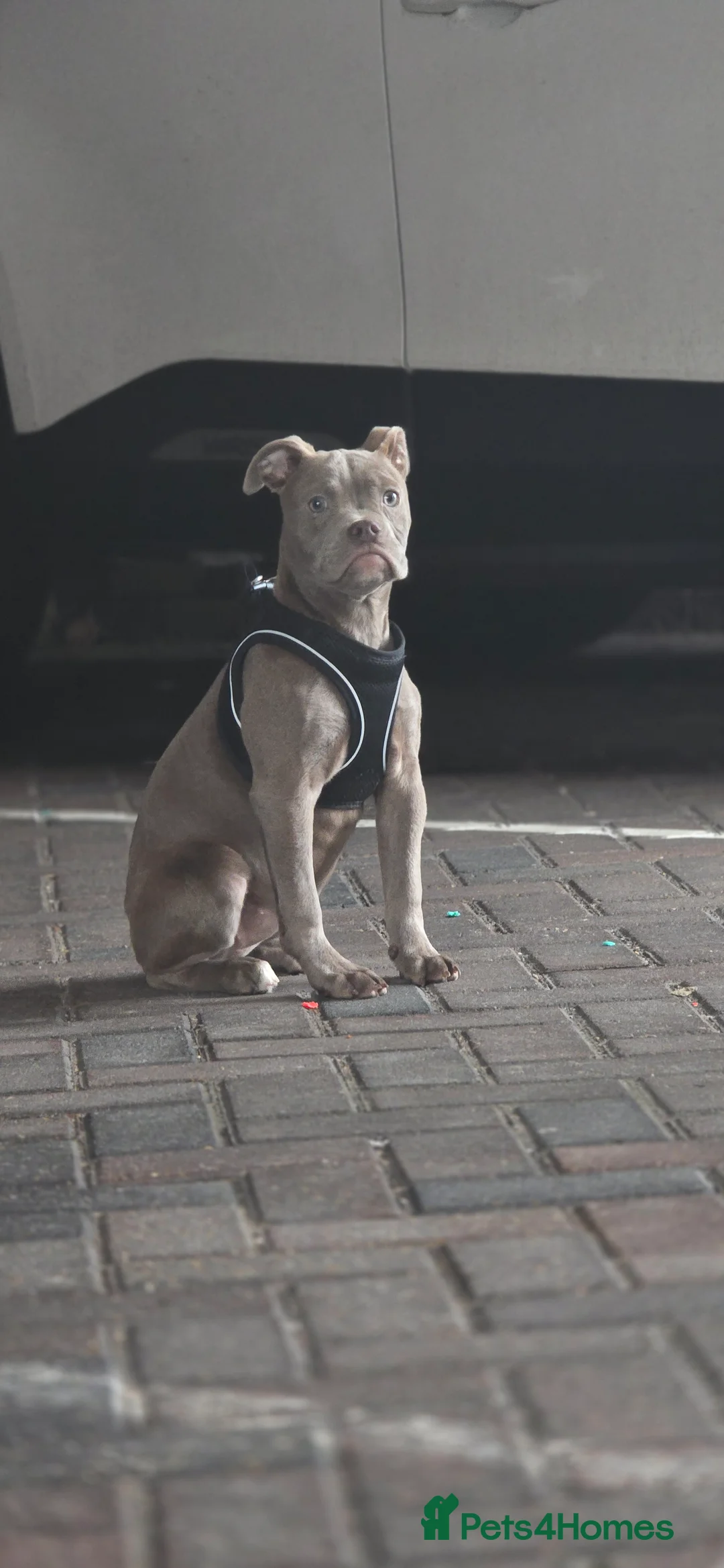 Olde English Bulldogge dogs for sale: 7 Month Old Olde English Bulldog Female - Advert 10