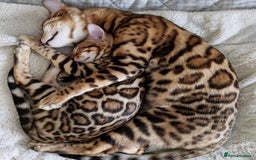 Bengal cats for sale: Bengal female  - Image 6
