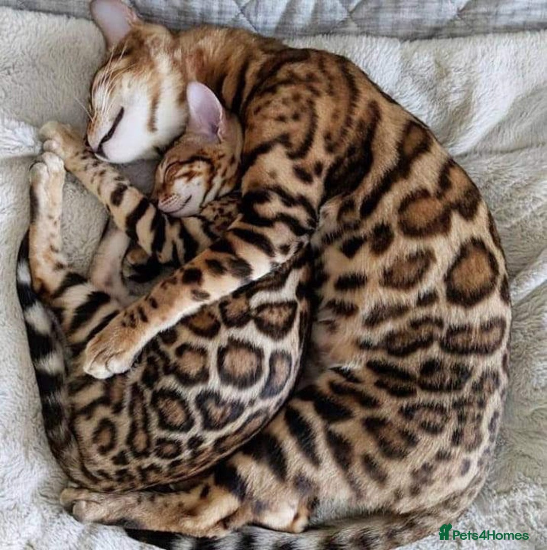Bengal cats for sale: Bengal female  - Image 6