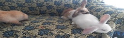 Mini Lop rabbits for sale: 4 Beautiful Mini Baby Lops  - Advert 6