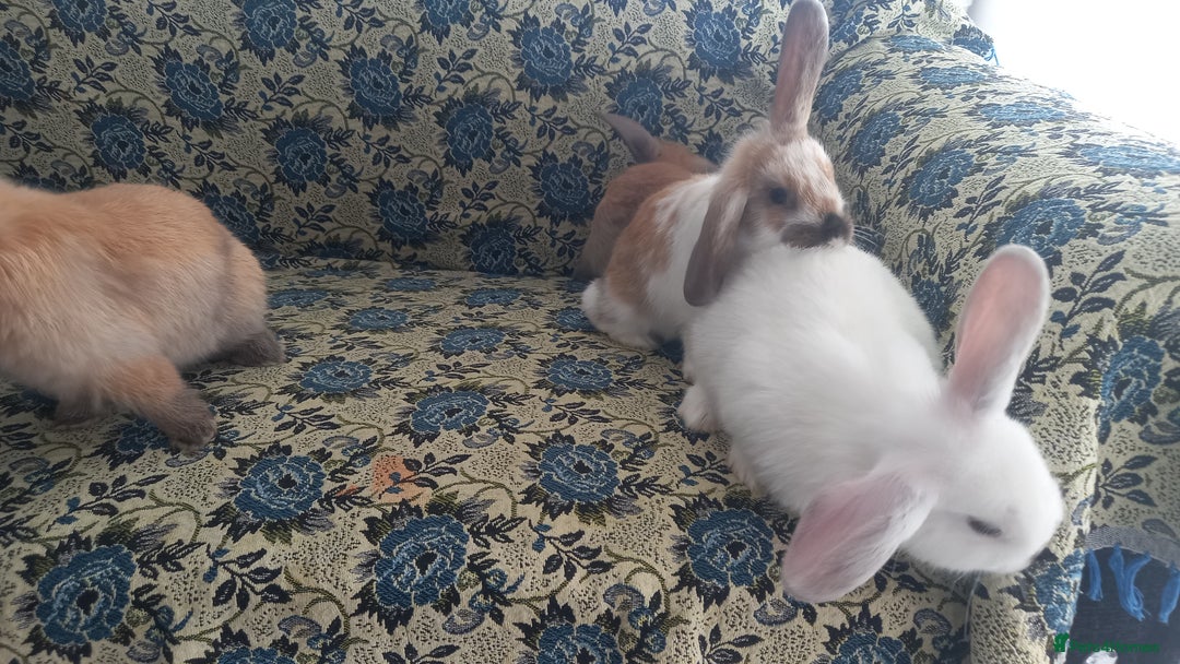 Mini Lop rabbits for sale: 4 Beautiful Mini Baby Lops  - Advert 6