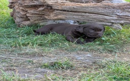 Labrador Retriever dogs for sale: 6 Adorable Chocolate Labs for Sale - Image 19