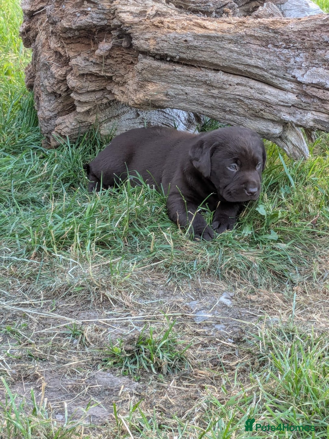 Labrador Retriever dogs for sale: 6 Adorable Chocolate Labs for Sale - Image 19