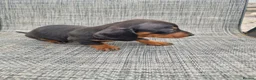 Dachshund dogs for sale: Dachshund puppies 8wks - Advert 12