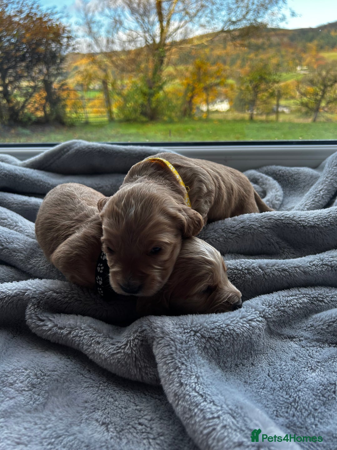 Cocker Spaniel dogs for sale: ✨ Cuddles Await from our Cocker Spaniel Pups  - Image 20