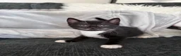 Mixed Breed cats for sale: 1 male 2 female kittens tuxedo - Advert 6