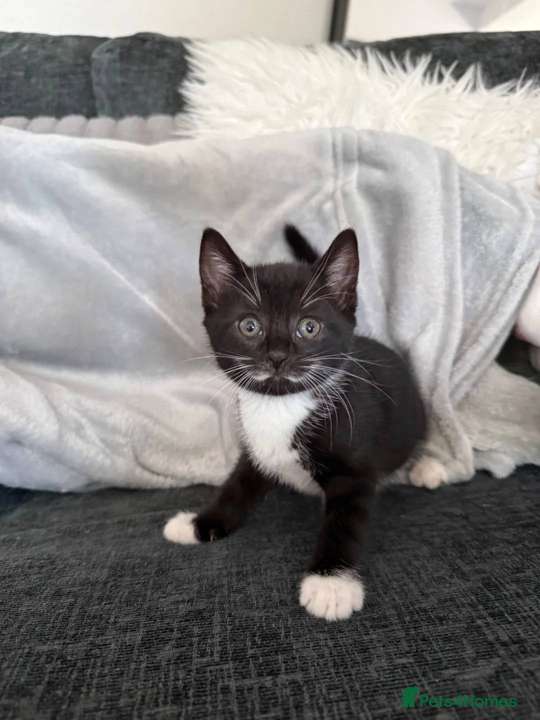 Mixed Breed cats for sale: 1 male 2 female kittens tuxedo - Advert 6