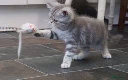 British Shorthair cats for sale: 🐾 charming pure British shorthair kittens 🐾 - Image 9