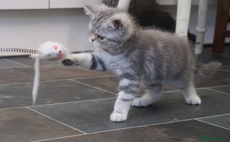 British Shorthair cats - Advert 11