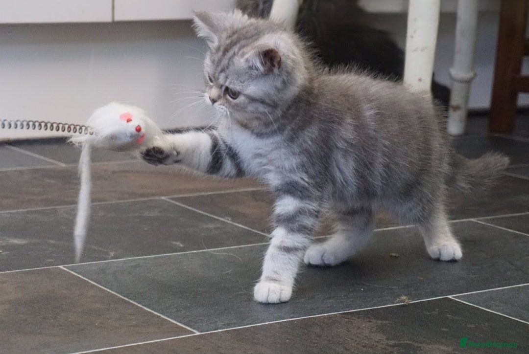 British Shorthair cats for sale: 🐾 charming pure British shorthair kittens 🐾 - Image 9