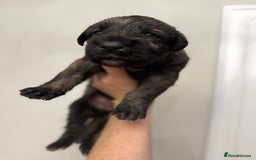 Irish Wolfhound dogs for sale: Stunning litter of Irish Wolfhound puppies - Image 11