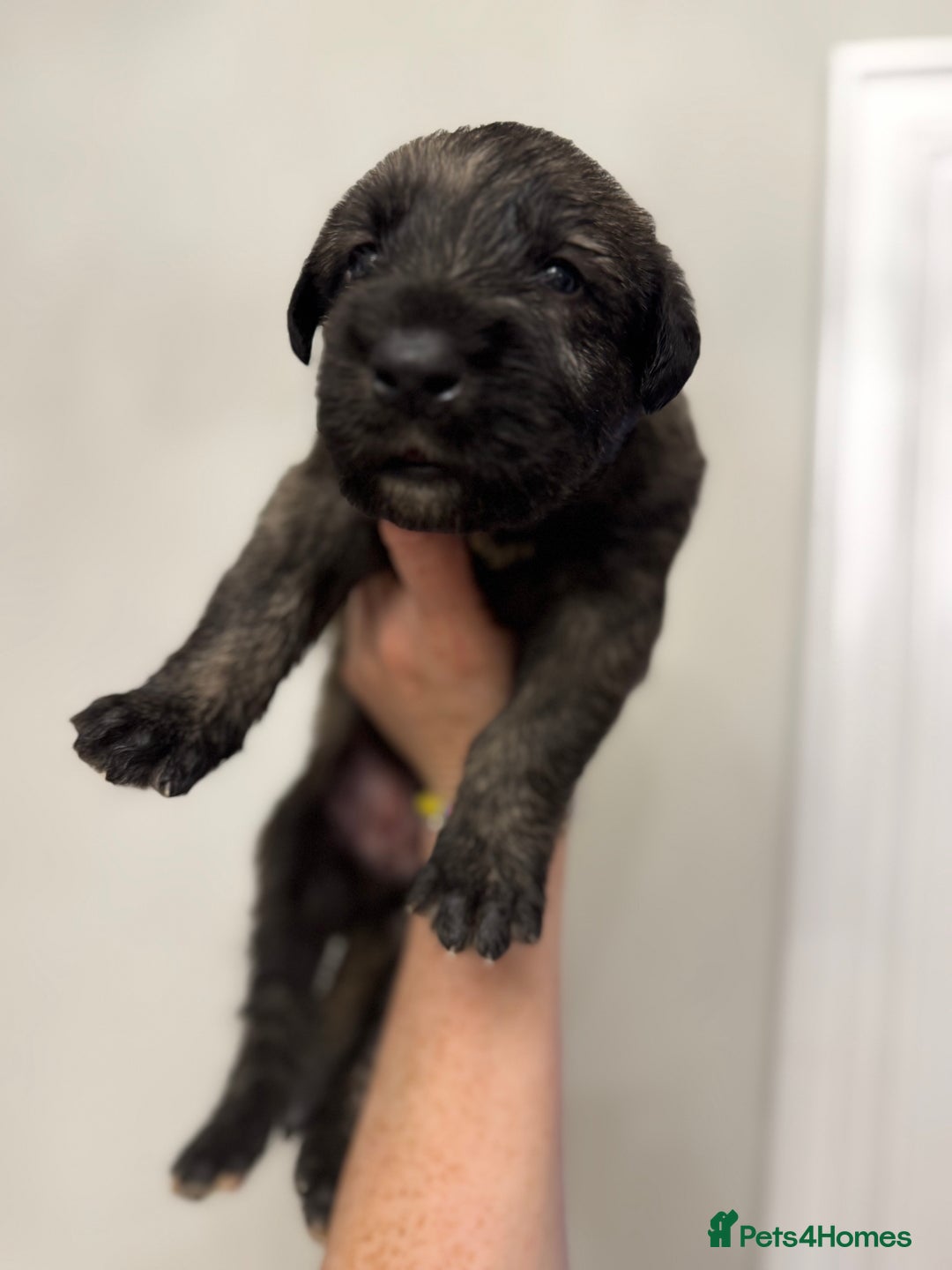 Irish Wolfhound dogs for sale: Stunning litter of Irish Wolfhound puppies - Image 11