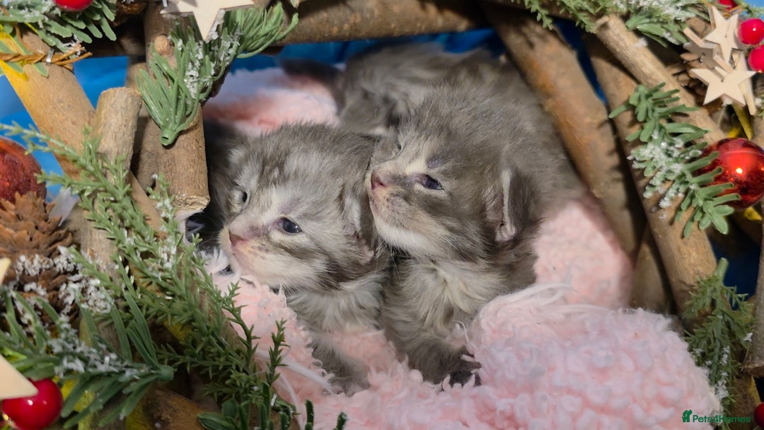 Maine Coon cats for sale: One beautiful tica female maine coon kitten left - Advert 13