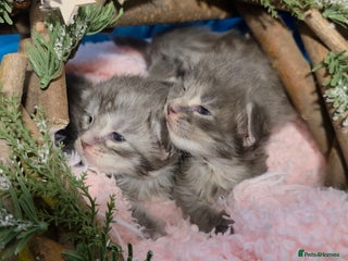 Maine Coon cats Tica maine coon kitten - Advert 9