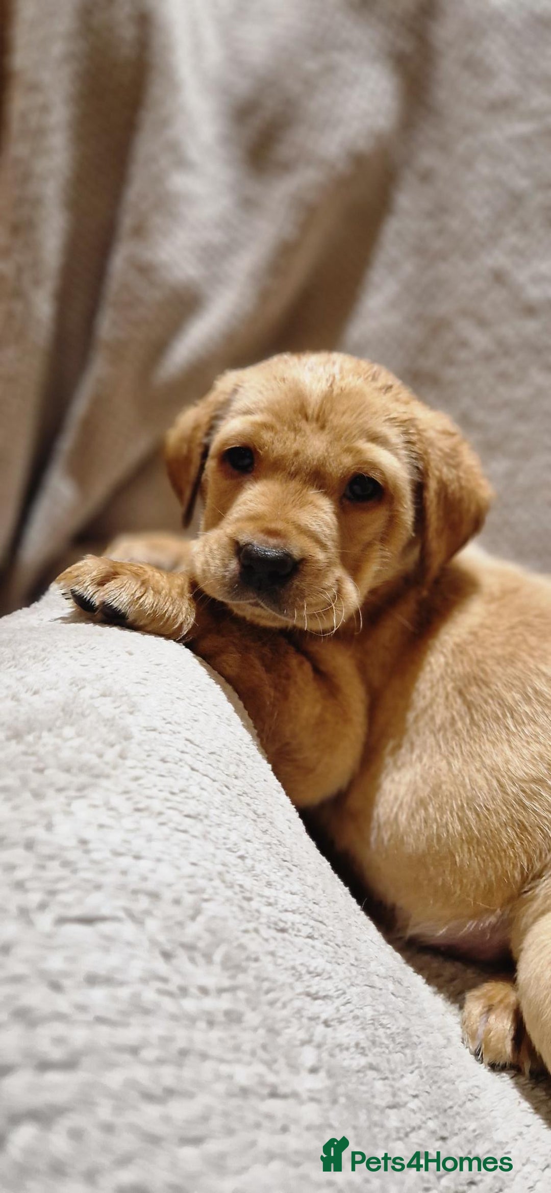 Labrador Retriever dogs for sale: Fox Red Labrador Puppies - Advert 3