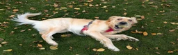 Golden Retriever dogs for sale: Golden retriever  - Advert 4
