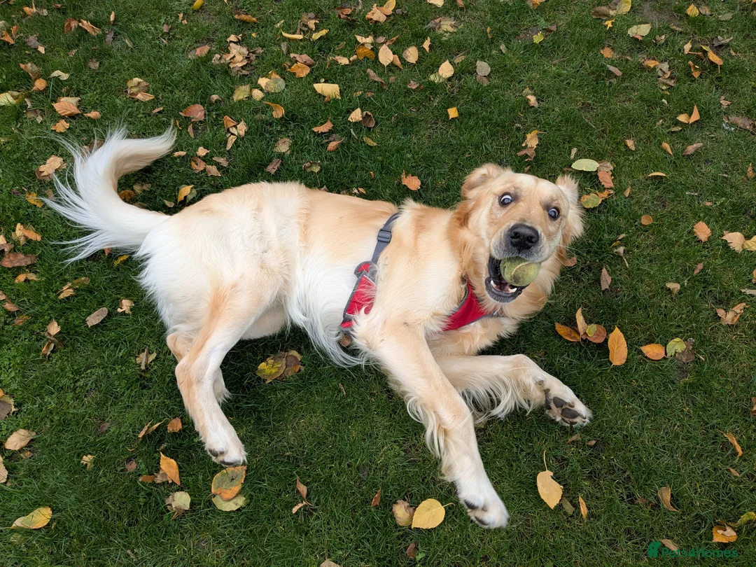 Golden Retriever dogs for sale: Golden retriever  - Advert 4