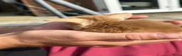 Mini Lop rabbits for sale: Mini lop rabbits - Advert 8