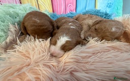 Cockapoo dogs for sale: F1 Cockapoo’s **fully health tested parents** - Image 13