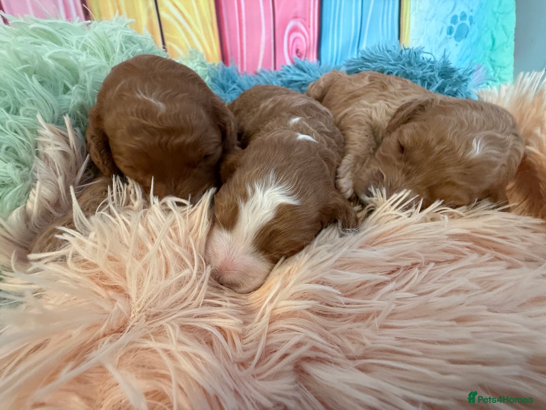 Cockapoo dogs for sale: F1 Cockapoo’s **fully health tested parents** - Image 13