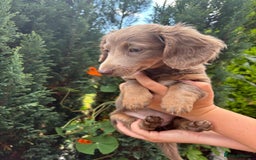 Miniature Dachshund dogs for sale: FLUFFY MINIATURE DACHSHUNDS - Image 1