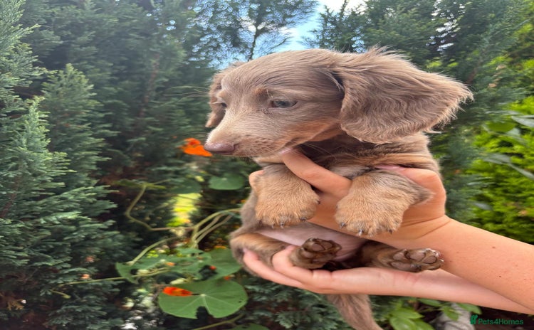 Miniature Dachshund dogs - Advert 5