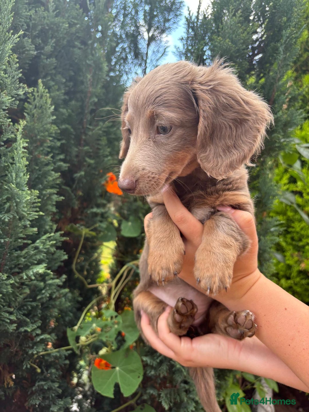 Miniature Dachshund dogs for sale: FLUFFY MINIATURE DACHSHUNDS - Image 1