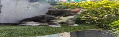Maine Coon 5