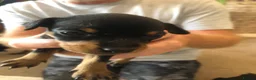 Miniature Pinscher dogs for sale: Kc miniature pinschers 2 boys 4 girls in Darlington - Advert 5