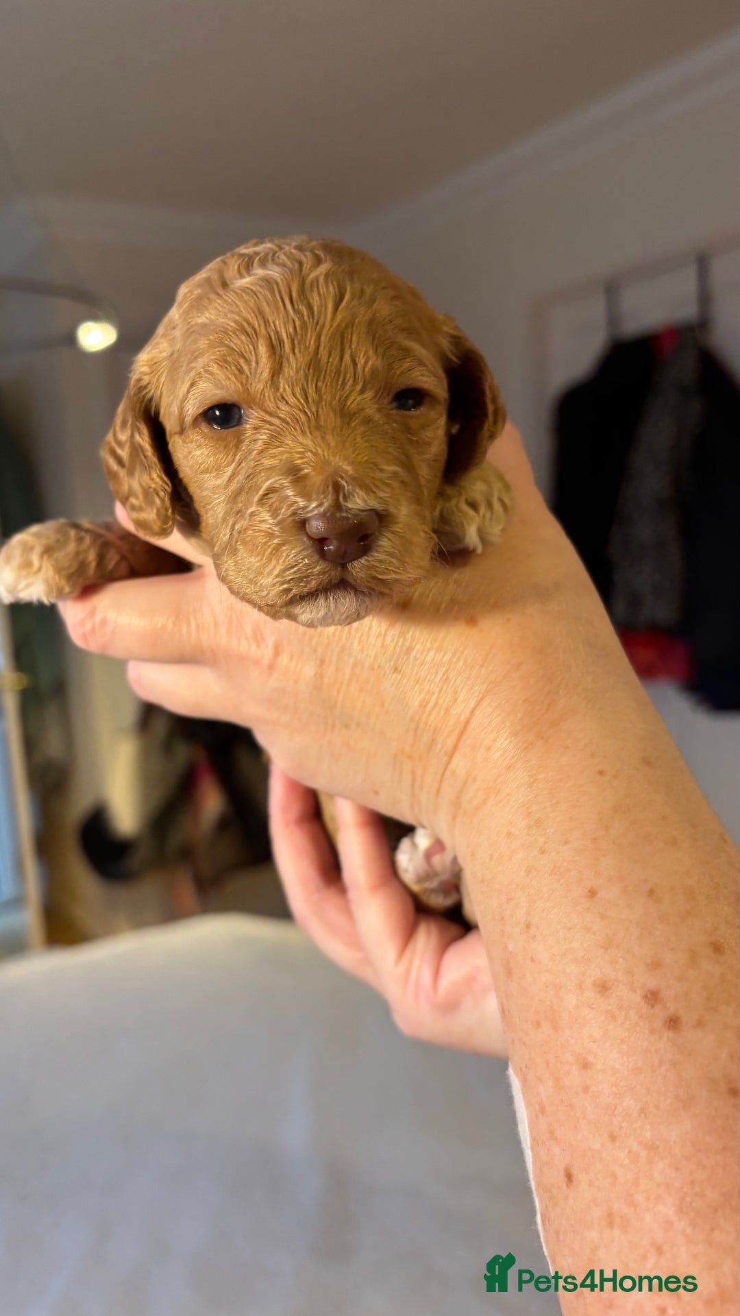 Cockapoo dogs for sale: Cockapoo Puppies  - Image 7