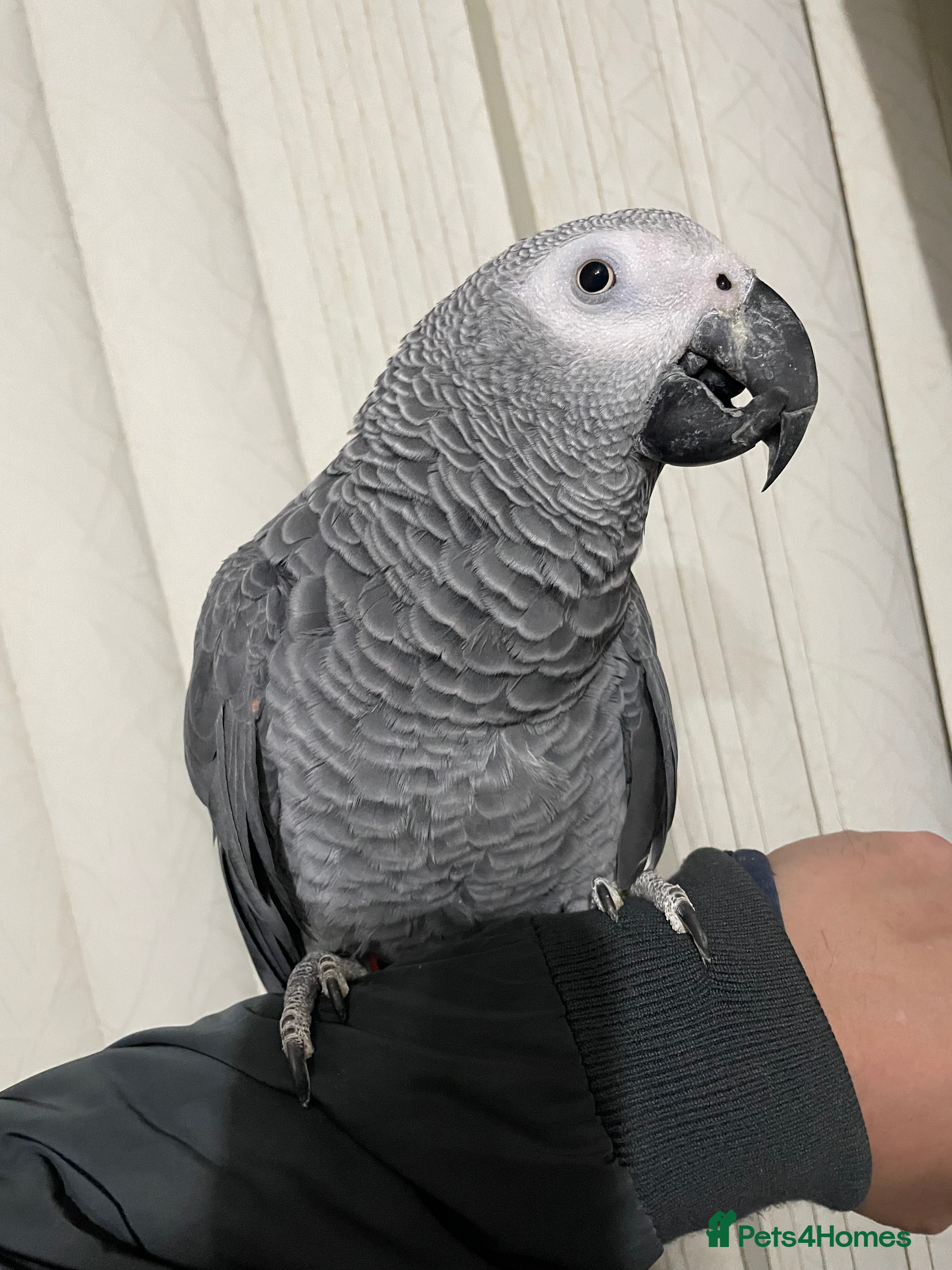 Parrots birds Tame and talkative African grey parrot  - Advert 23