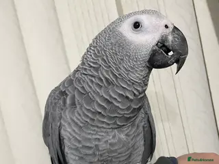 Parrots birds Tame and talkative African grey parrot - Advert 23