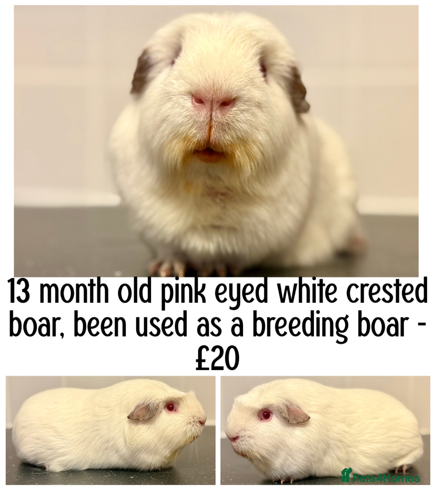 Guinea Pig rodents Selection of pigs - Advert 5