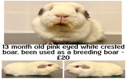 Guinea Pig rodents for sale: Selection of pigs - Advert 1