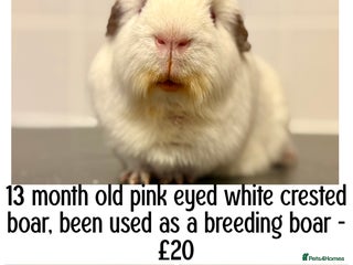 Guinea Pig rodents Selection of pigs - Advert 1
