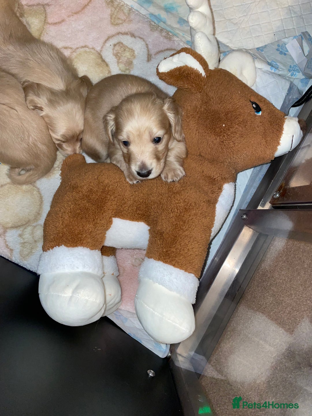 Miniature Dachshund dogs for sale: English cream longhair miniature daschound  - Advert 7