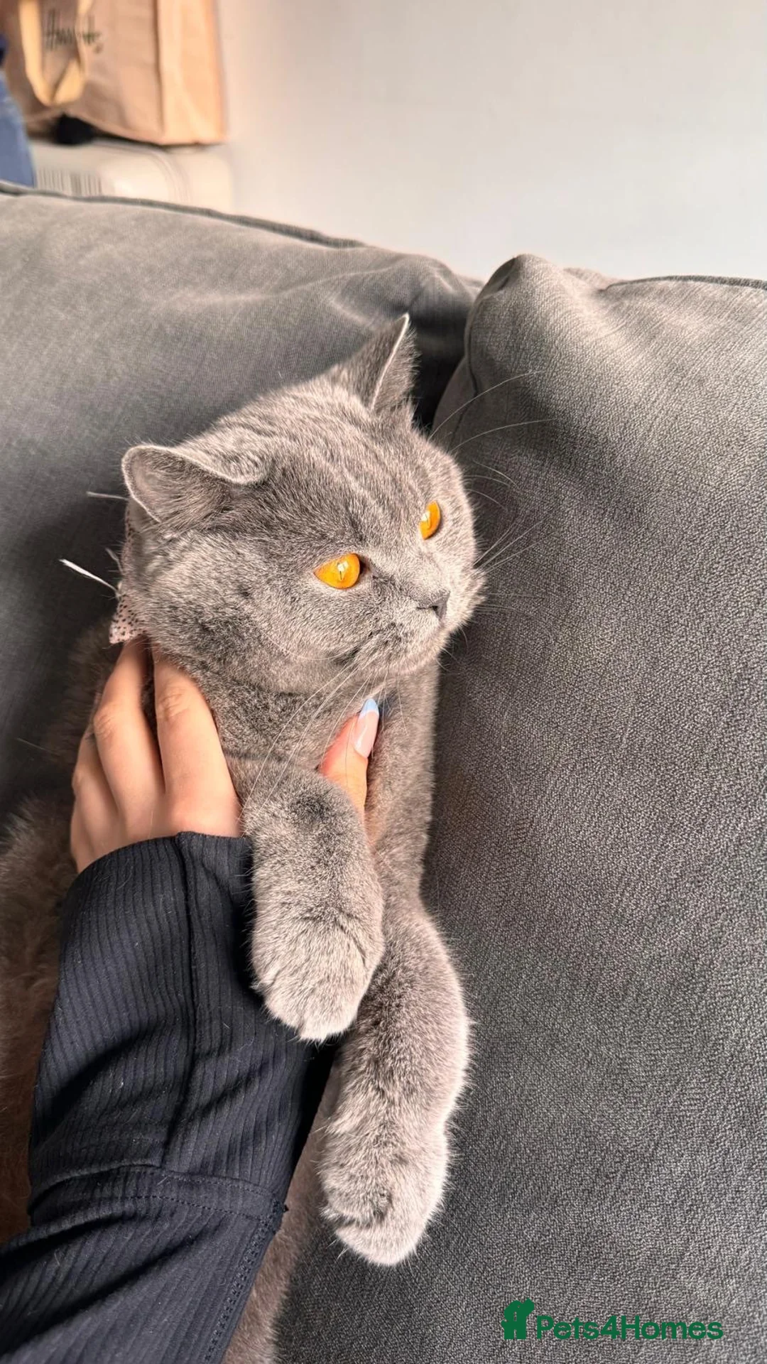 British Shorthair cats for sale: URGENT- beautiful British shorthair female  - Advert 2