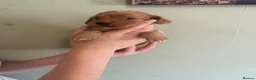 Mixed Breed dogs for sale: Sproodle puppies  - Advert 4