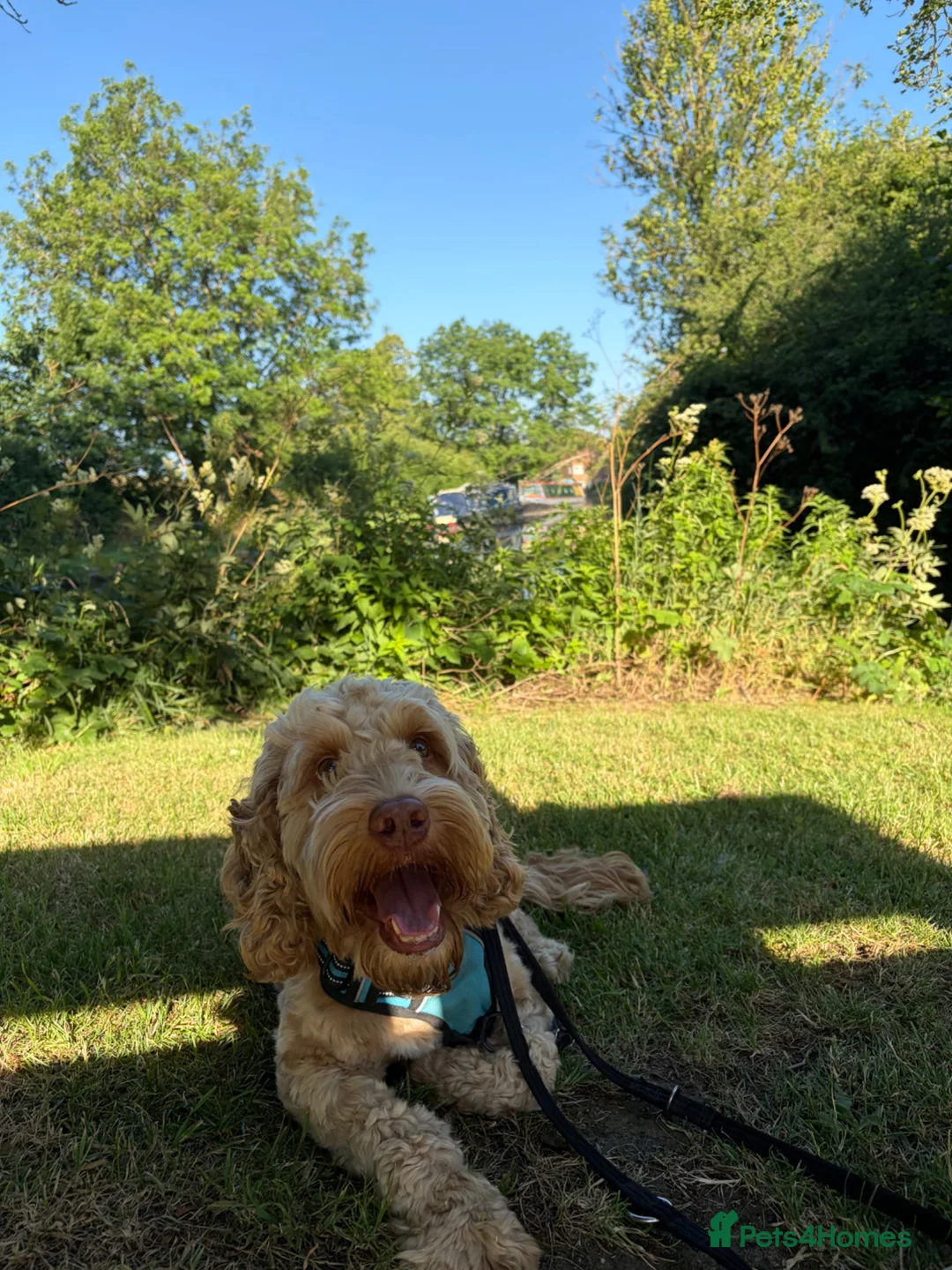 Cockapoo dogs for sale: Meet Hugo, 2 year old male Cockapoo 🐾 - Advert 2
