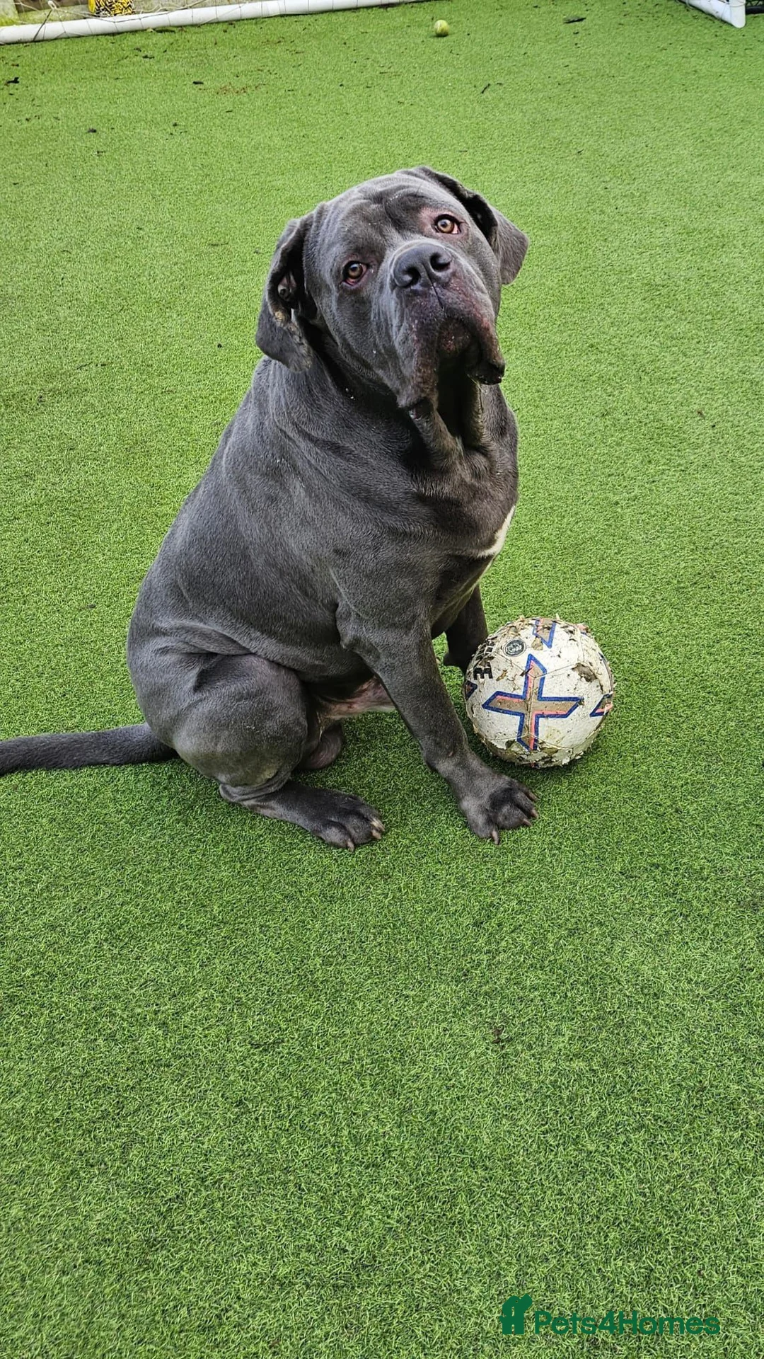 Cane Corso dogs for sale: ⭐️ ICCF 3 YEAR OLD MALE ⭐️ - Advert 2