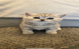 British Shorthair cats for sale: Beautiful GCCF reg BSH female kitten  - Advert 2