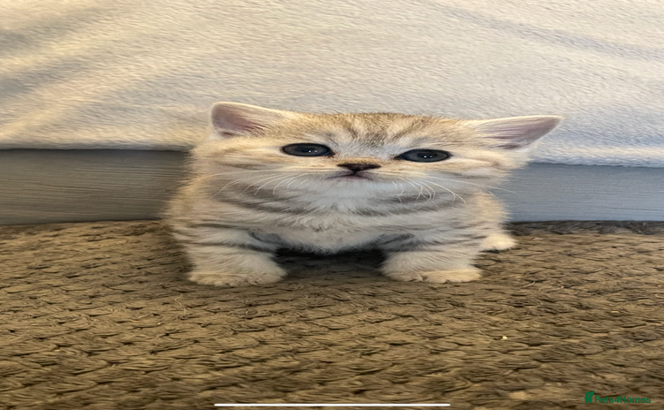 British Shorthair cats Beautiful GCCF reg BSH female kitten  - Advert 1