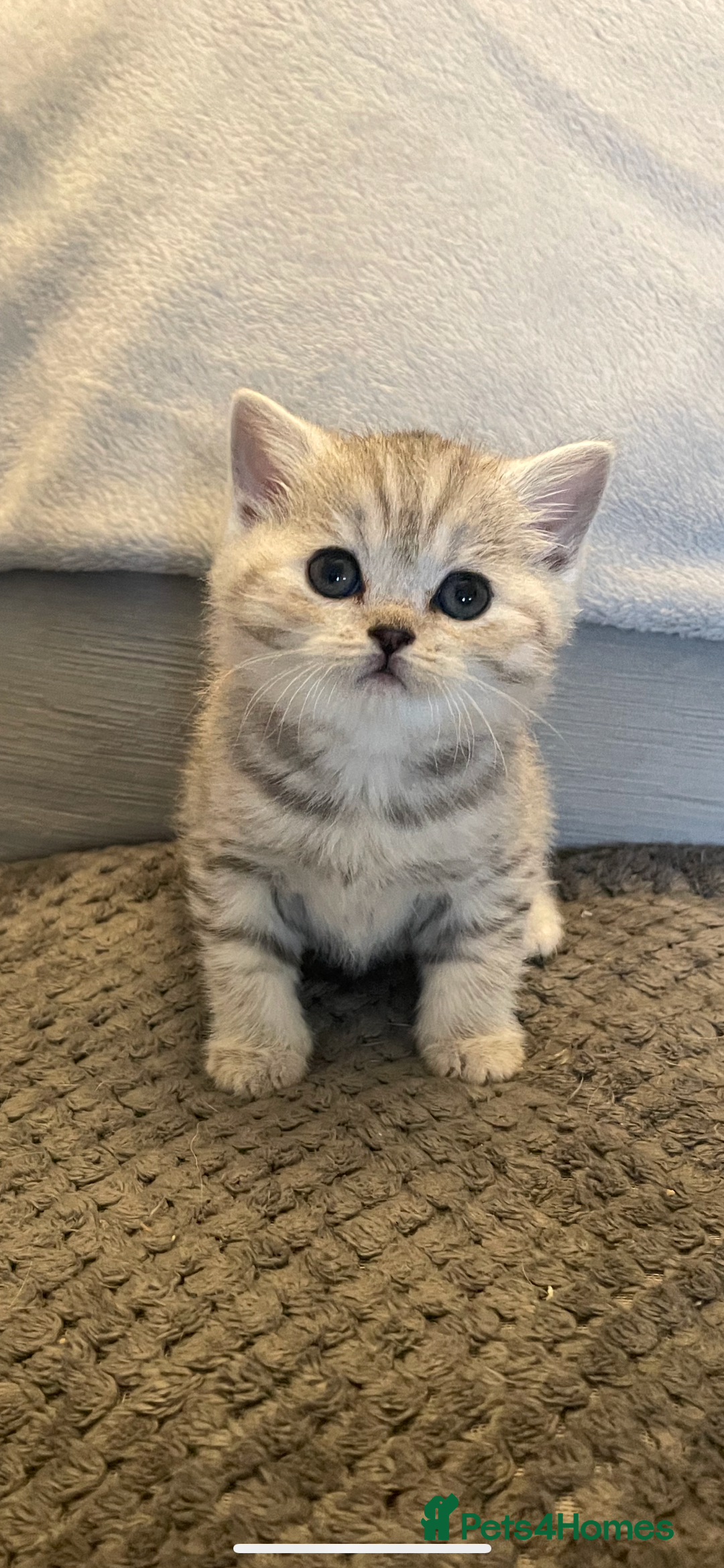 British Shorthair cats for sale: Beautiful GCCF reg BSH female kitten  - Advert 2