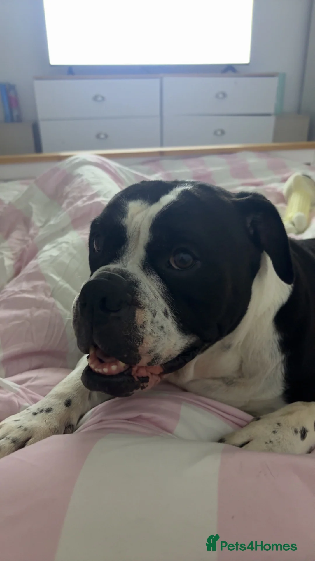English Bulldog dogs for sale: Old English bulldog  - Advert 4