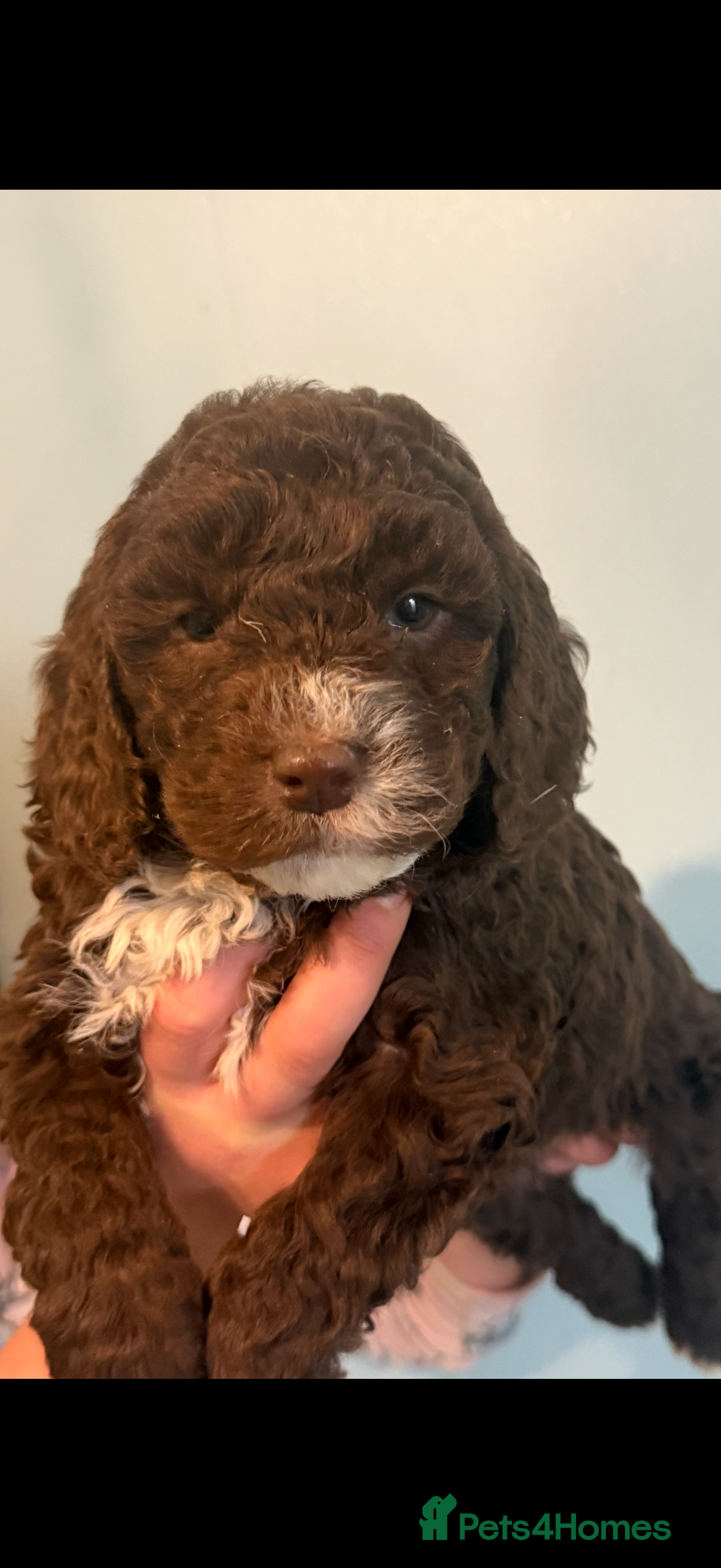 Cockapoo dogs for sale: Stunning F1B Cockapoos  - Advert 6