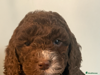Cockapoo dogs Stunning F1B Cockapoos - Advert 6